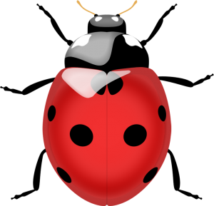 ladybug PNG image-3965